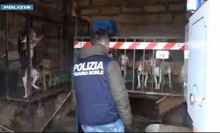 Polizia salva 12 cani nel nisseno, forse usati per combattimenti