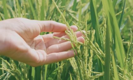 Agroalimentare, cresce il surplus commerciale dell'Ue