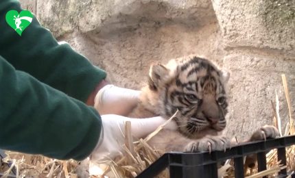 Nuova tigrotta al Bioparco di Roma, Palanza "Tuteliamo biodiversità"