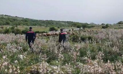 Truffa all'Ue in Alta Murgia, sequestrati 400 mila euro