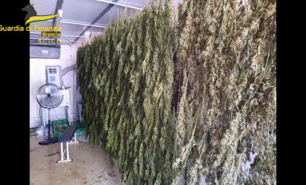 Brescia, coltivavano e raffinavano marijuana, 8 misure cautelari