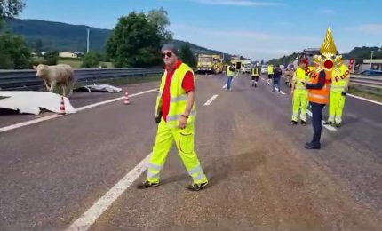 Camion carico di bovini si ribalta sulla A4 nel vicentino