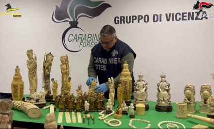 Maxisequestro di oggetti in avorio dei Carabinieri Forestali