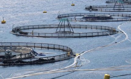 Agricoltura e pesca, l'Ue proroga gli aiuti di Stato