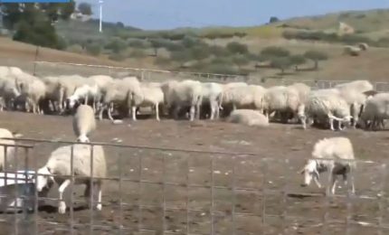 Mafia delle campagne nell’Agrigentino, perquisiti ovili e aziende agricole