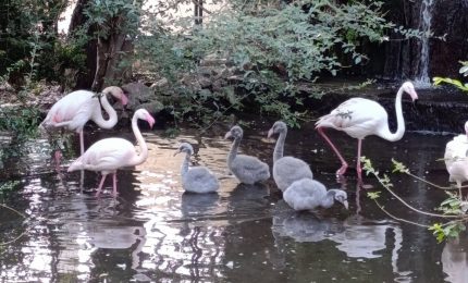 Giardini di Palazzo d’Orlèans a Palermo, nati cinque fenicotteri rosa