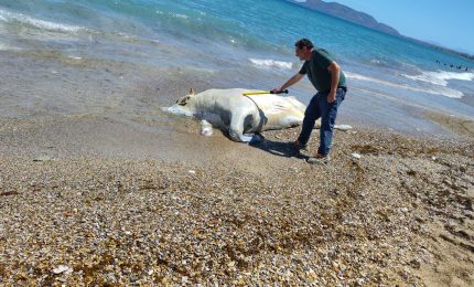 Rimossa carcassa di vitello di 6 quintali in spiaggia a Palermo, Ferrandelli “Subito ripristinata salute pubblica”