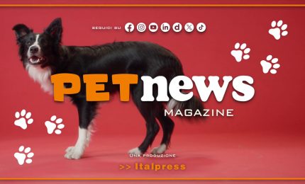 PetNews Magazine - 24/7/2024