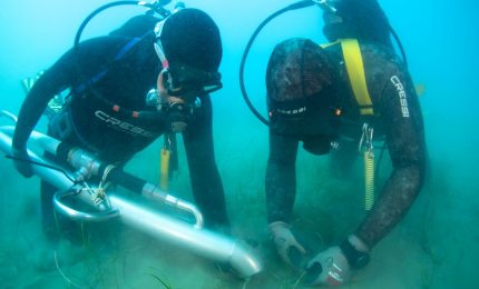 Terna avvia in Sicilia il trapianto sperimentale di Cymodocea nodosa