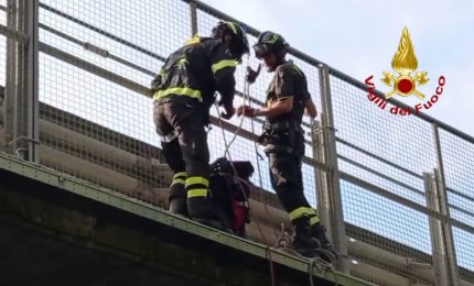 Cane bloccato su un cavalcavia della E45, salvato dai vigili del fuoco