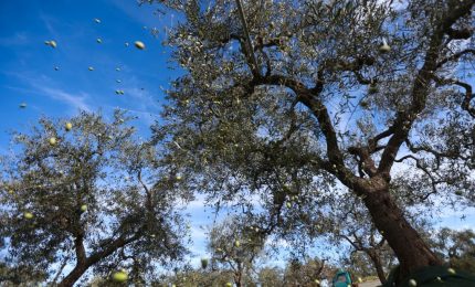 Export, 23 buyers esteri cercano eccellenze della Sicilia