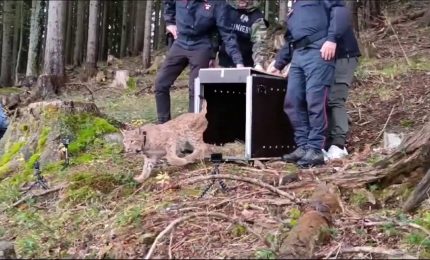 Nella Foresta di Tarvisio il rilascio di un esemplare di lince