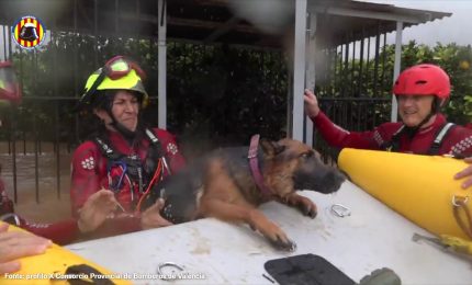 Alluvione a Valencia, il salvataggio di una coppia con due cani