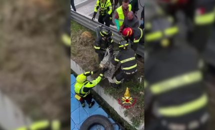 Milano, Vigili del Fuoco recuperano capriolo dalle acque del Naviglio