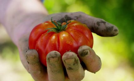 Agricoltura, crescono le coperture assicurative per il bio